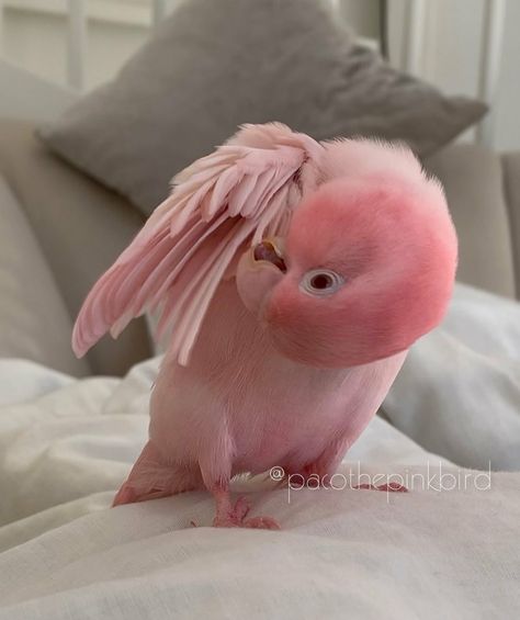 Love Birds Pet, Bird Breeds, Pretty Pink Princess, Big Animals, Extinct Animals, Pretty Animals, Pink Bird, Pet Bird, Pretty Birds