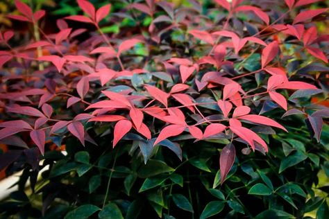 The Flirt Nandina is the latest addition to our range of wonderful modern Nandina shrubs, and the best choice if you are looking for intense foliage color. For a full 9 months of the year this wonderful dwarf plant will glow with rich, wine-red to purple coloring, bringing interest to any part of the garden. The remaining months its leaves will be a deep gray-green, until spring brings the red back again. This evergreen shrub will grow in any location, from full sun to full shade, where the selection of suitable plants is so limited. Not only is this plant richly colored, it is very tough and easy to grow. Free of pests and diseases, drought resistant, and needing no trimming to stay need and short, the Flint Nandina will grow between 1 and 2 feet tall, and be almost the same width. Its fi Flirt Nandina, Nandina Plant, Lemon Lime Nandina, Foundation Plants, Evergreen Groundcover, Southern Living Plant Collection, Texas Native Plants, Southern Living Plants, Front Yard Plants