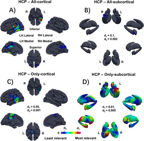 A multicohort geometric deep learning study of age dependent cortical and subcortical morphologic interactions for fluid intelligence prediction | Scientific Reports Fluid Intelligence, Nucleus Accumbens, Basal Ganglia, Frontal Lobe, Brain Structure, White Matter, Working Memory, Cognitive Development, Human Brain