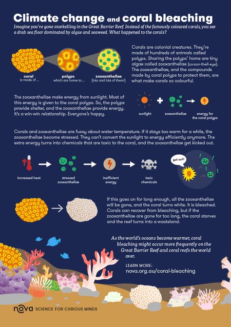 Coral Reef Bleaching, Sustainability Activities, Animals And Humans, Scientific Poster, Artificial Reef, Coral Bleaching, Marine Pollution, Save Our Oceans, Earth And Space Science