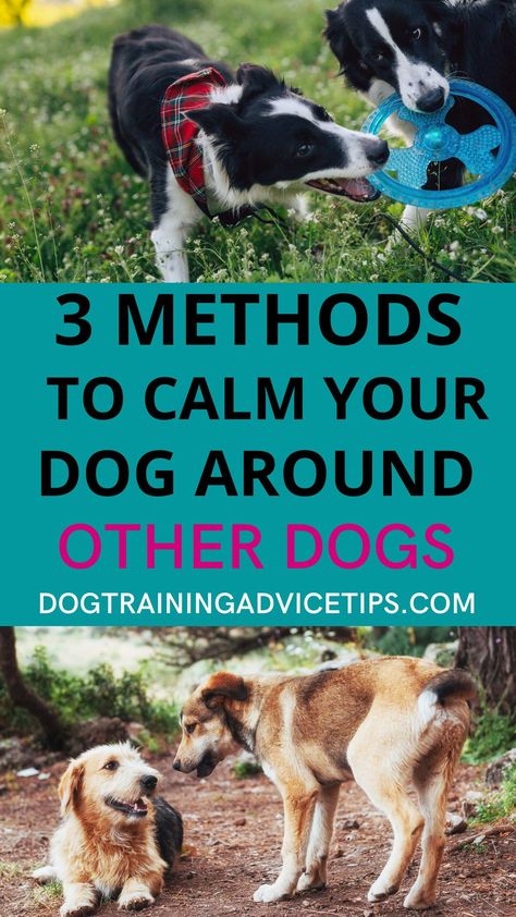 Training A Dog, Hyper Dog, Dog Behavior Problems, Dog Training Treats, Be Calm, House Training Dogs, Dog Training Advice, Dog Brain, Calm Dogs