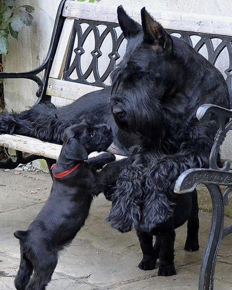 14 Funny Photos Of Giant Schnauzers That Will Make You Smile | Page 2 of 3 | PetPress Dogs Schnauzer, Schnauzer Grooming, Best Dog Names, Schnauzer Mix, Mini Schnauzer Puppies, Miniature Schnauzer Puppies, Giant Schnauzer, Schnauzer Dog, Dog Pee