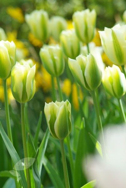 Medley of shapes: Buy viridiflora tulip bulbs Tulipa 'Spring Green': Delivery by Waitrose Garden in association with Crocus Dark Tulips, Types Of Tulips, Botanical Tulip, Interesting Plants, Bulbous Plants, Flower Tulip, Yellow Bouquets, Flower Colour, Tulip Bulbs