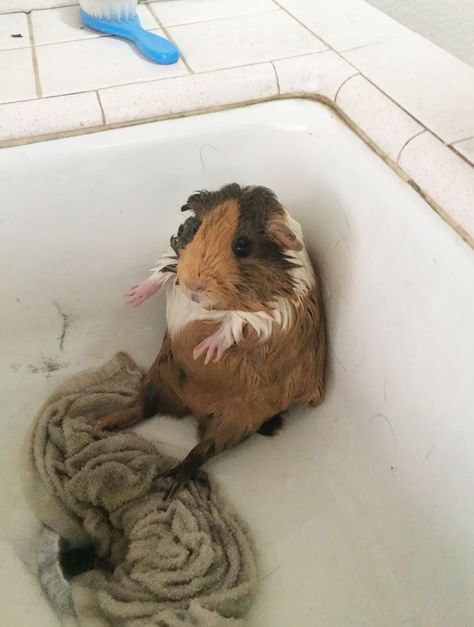 Guinea Pig Diy, Guinea Pigs Funny, Baby Guinea Pigs, Pet Guinea Pigs, Guinea Pig Care, Cute Guinea Pigs, Guinea Pig Cage, Cute Hamsters, Cute Animal Photos