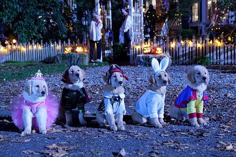 I'm a bunny-- duh...Spooky Buddies Air Buddies Movies, Spooky Buddies, Buddy Movie, Irish Wolfhound Dogs, Dog With A Blog, Dog Movies, Disney Gif, Beagle Puppy, Good Buddy