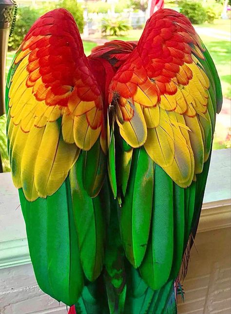 Feathers of Red, yellow, and green Scarlett Macaw, Parrot Wings, Parrot Feather, Macaw Parrot, Pretty Animals, Pretty Birds, Bird Species, 귀여운 동물, Bird Feathers