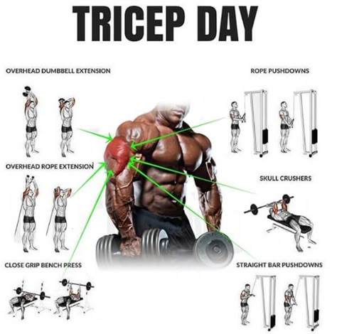 Tricep Workout, Gym Antrenmanları, Arm Workouts, Muscle Building Workouts, Weight Training Workouts, Workout Stuff, Training Workouts, Workout Chart, Gym Routine