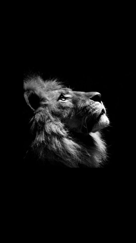 Lion Profile, Black And White Lion, Lion Photography, Eagle Wallpaper, Spiritual Paintings, Lions Photos, Leo Tattoos, Space Phone Wallpaper, Lion Wallpaper