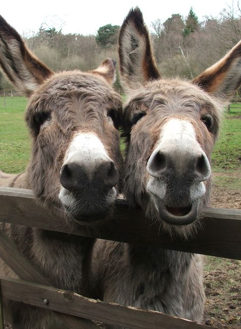 twins stick together Donkey Pics, Two Donkeys, Mini Donkey, Miniature Donkey, Cute Donkey, A Donkey, The Donkey, Down On The Farm, Donkeys