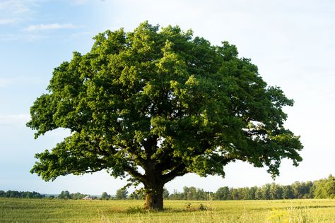 When Slavery Uproots Your Family Tree Japanese Lilac Tree, Japanese Lilac, Hickory Tree, Family Tree With Pictures, Elm Tree, Lilac Tree, Crabapple Tree, Chestnut Trees, Japanese Maple Tree