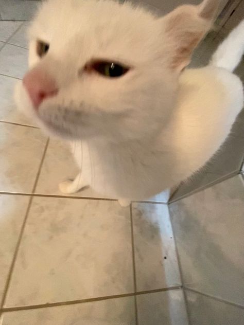 White Cats Funny, Silly White Cat, Goofy Cat Pfp, Goofy Cat Pictures, White Cat Pfp, Cat Goofy, White Cat Funny, Cat Rizz, White Cat Aesthetic