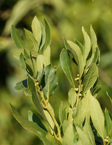 Bay laurel leaves are very fragrant leaves used in cooking. Planting, pruning caring for it or preparing cuttings, here are the tips to grow beautiful bay laurel. It's important to know just when to harvest the leaves. Ancient Empires such as Greece and Rome had already domesticated the plant which symbolized victory. Graphic Medicine, Bay Leaf Plant, Bay Leaf Tree, Laurel Plant, Bay Laurel Tree, Scent Profiles, Laurel Branch, Lucy Pevensie, Bay Laurel