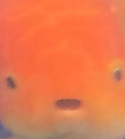 orange goldfish with wide eyes and open mouth Snap That Childs Back Goldfish, Fishes Reference, Animal Pfp Aesthetic, Chubby Goldfish, Goofy Fish, Fat Goldfish, Fish Core, Goldfish Aesthetic, Fish Pfp