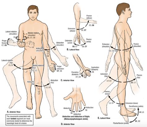 Dermatomes and Myotomes: Upper & Lower Limb » How To Relief Punkty Spustowe, L5 S1, Nervous System Anatomy, Physical Therapy School, Physical Therapy Student, Hand Anatomy, Spinal Nerve, Trigger Point Therapy, Human Body Parts