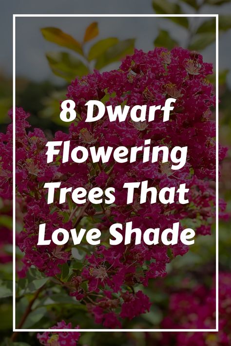 Explore a variety of compact flowering trees perfect for shaded spots. Learn about eight dwarf tree options that will brighten up dim areas with blooms and foliage, such as the captivating ‘Red Wood’ Japanese maple. Embrace vibrant colors for any shady gardens or landscape with these beautiful and flourishing alternatives. Trees For Shaded Areas, Maple Tree Varieties, Japanese Maple Tree Landscape, Maple Tree Landscape, Japanese Maple Garden, Japanese Maple Varieties, Shady Gardens, Chinese Wisteria, Plumeria Tree