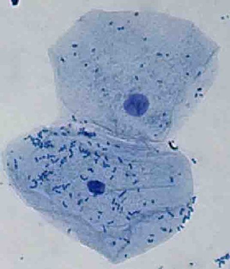 Human Cheek Cell (methylene blue stained wet mount) Cell Under Microscope, Apologia Biology, Cell Diagram, Prokaryotic Cell, Under Microscope, Methylene Blue, Eukaryotic Cell, Animal Cell, All Things Beautiful