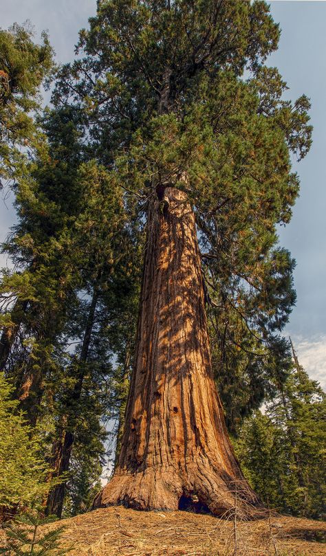 The General Sherman Tree is the largest in the world. It stands 275 feet tall with a diameter of 36 feet at the base. It is estimated to be between 2000-2700 years old. It is not only the biggest Sequoia but also the biggest tree in the world. Biggest Tree In The World, Prop Concept, General Sherman Tree, General Sherman, Art For Walls, Picture Tree, Acacia Tree, Redwood Tree, Art Nouveau Art