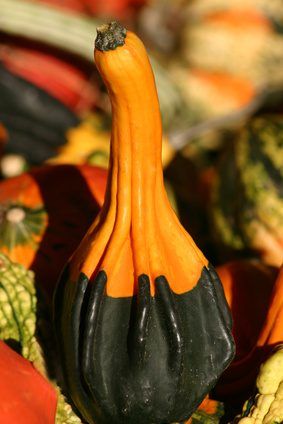 How to Preserve Decorative Gourds. Gourds are among the oldest of cultivated plants, dating back to 2200 B.C. They were commonly preserved and used as containers or carved into scoops. Gourds today are grown in a variety of types and sizes from small ornamental gourds to large birdhouse gourds. When correctly harvested and preserved, gourds dry out... Fall Gourds Decor, Drying Gourds Diy, Gourds Crafts Projects, Decorating With Gourds, Drying Gourds, How To Dry Gourds, Fall Festival Activities, Gourds Diy, Dried Gourds