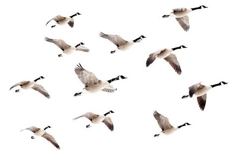 Flock of Canada Geese flying over Flock Of Birds Tattoo, Geese Tattoo, Sky Woman, Goose Drawing, Goose Tattoo, Geese Flying, Hunting Tattoos, Bird Tattoo Wrist, Tattoo Chest