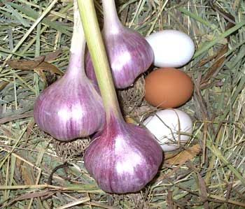 Zone 9b Fall Planting, Garlic Planting Zone 5, When To Plant Garlic In Zone 6, Replant Garlic, Garlic Varieties, How To Cook Garlic, Baking Garlic Bulb, When To Plant Garlic, Planting Hardneck Garlic