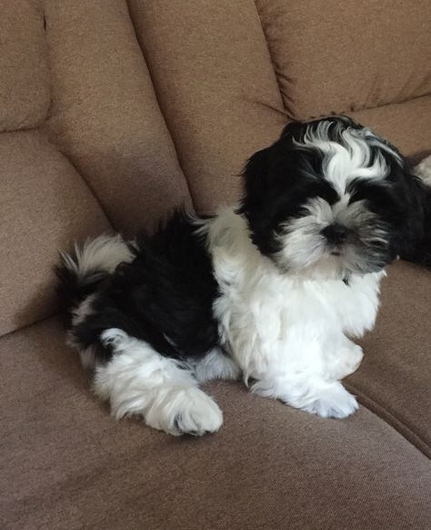 Black And White Shih Tzu, Shih Tzu Puppy Cut, Perro Shih Tzu, Shitzu Dogs, Shitzu Puppies, Jack Russell Terrier Puppies, Super Cute Puppies, Black And White Dog, Puppies And Kitties