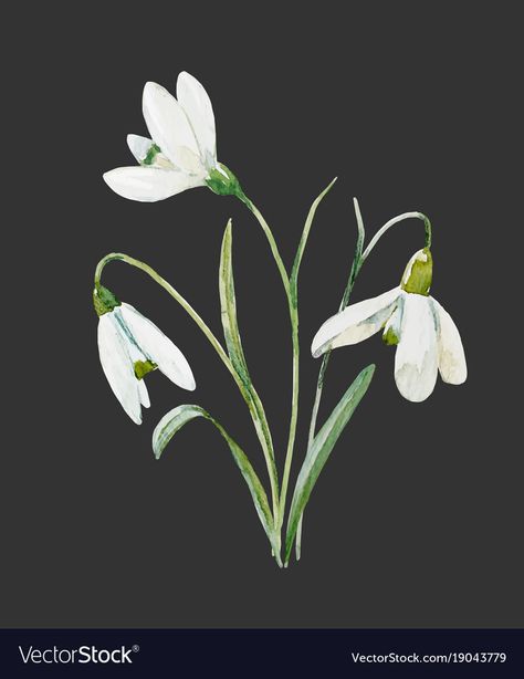 Snowdrop Flowers, Sick Drawings, Snowdrop Flower, Flower Vector, Flower Collage, Beautiful Illustration, Flower Illustration, Flower Images, Nara