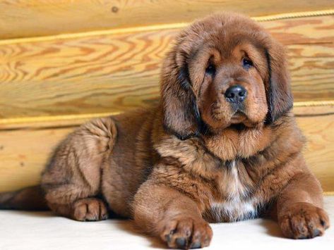 Tibetan Mastiff Puppy Tattoo Ideas Dog, Tibetan Mastiff Puppy, Tibetan Mastiff Dog, Mastiff Puppy, Dog Tattoo Ideas, Caucasian Shepherd, Mastiff Breeds, Giant Dog Breeds, Mastiff Puppies