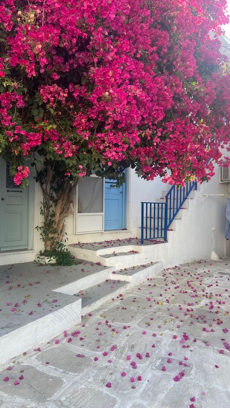 Bougainvillea Aesthetic, Girls Hair Style, Iphone Wallpaper Cat, Hairstyles Design, Flower Walls, Flowers Photography Wallpaper, Floral Wallpaper Phone, Nothing But Flowers, Pretty Landscapes