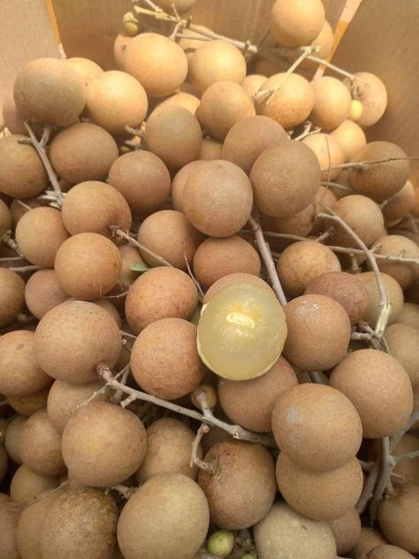 Longan Fruit, Food Forest Garden, Fruit Aesthetic, Medicinal Herbs Garden, Beautiful Angels, Angels Pictures, Kinds Of Fruits, Chocolate Fruit, Fruit Photography