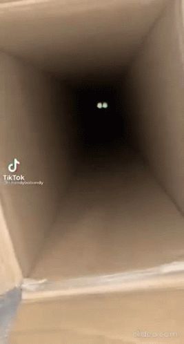 Cat Jumpscare GIF - Cat Jumpscare Cat Jumpscare - Discover & Share GIFs Jump Scare Gif, Cat Jumpscare, Jumpscare Video, Jumpscare Gif, Creepy Cats, Horror Videos, Jump Scare, Scary Photos, Eye Twitching