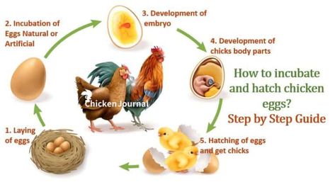 Incubating and Hatching Chicken Eggs: Step by Step Guide Hatching Chicken Eggs, What Can Chickens Eat, Hatching Chickens, Egg Incubator, Diagram Design, Fresh Eggs, Chicken Eggs, Baby Chicks, The Chicken