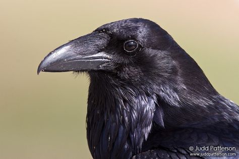 Raven Cawing, Crow Open Mouth, Crow Beak, Raven And Crow Difference, Raven Looking Down, Spirit Guardian, Crow Raven Difference, Common Raven, Rabe Tattoo