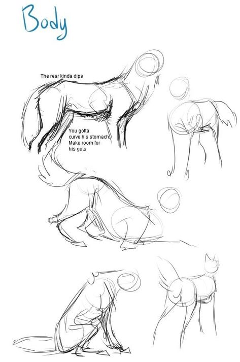 Coyote Drawing, Wolf Drawing Easy, Wolf Poses, Wolf Sketch, References For Artists, Canine Drawing, Cat Drawing Tutorial, Dog Anatomy, Animal Illustration Art