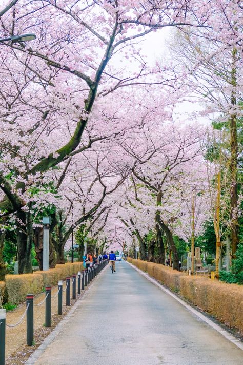 8 of the Most Beautiful Parks & Gardens in Tokyo | Tokyo Weekender Japanese Park, Japanese Art Modern, Roppongi Hills, Abandoned Town, Seaside Park, Beautiful Parks, Tokyo Skytree, Japanese Gardens, Beautiful Park