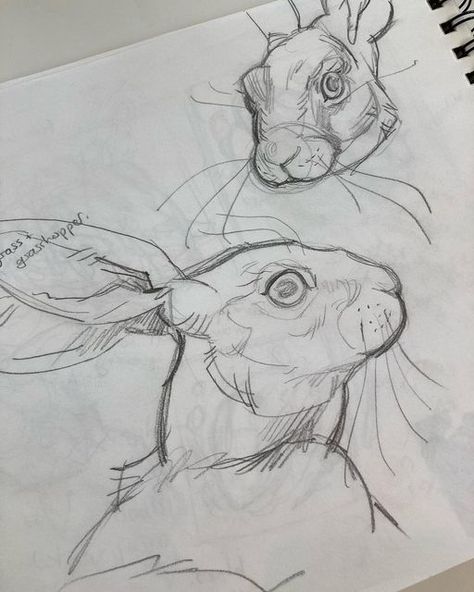 Rabbit Anatomy, Basic Drawing For Kids, Rabbit Drawing, Bunny Drawing, Basic Drawing, Rabbit Art, Bunny Art, Bear Art, Animal Sketches