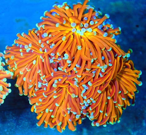 5X5 XL EXTREMECORALS FAMOUS BOOK QUALITY "RADIOACTIVE ORANGE BLUE TIPPED AUSTRALIAN SHOW TORCH" Torch Coral, Orange Coral, Blue Coral, Saltwater Aquarium Setup, Sps Coral, Underwater Plants, Saltwater Aquarium Fish, Marine Tank, Sea Plants