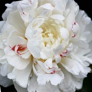 Paeonia Lactiflora, Southern Garden, Peonies Garden, Garden Show, Plant Supports, White Peonies, Types Of Flowers, Beautiful Blooms, Spring Garden