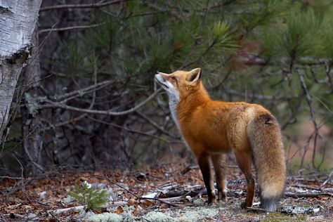 How To Draw Foxes, Cursed Animals, 9 Tailed Fox, Magic Fox, 2 Animals, Red Foxes, Cute Foxes, Vulpes Vulpes, Photography References