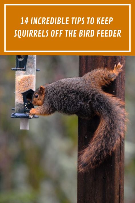 Do Squirrels keep on bothering the birds in your backyard? Then this article is for you. Learn 14 incredible tips to kepp squirrels off your bird feeder. #squirrels #wildanimal #wildcritter Squirrel Repellant Bird Feeder, Squirrel Deterrent Bird Feeders, Stop Squirrels From Bird Feeders, How To Keep Squirrels Out Of Bird Feeder, Keep Squirrels Out Of Bird Feeders, Squirrel Proof Bird Feeder Diy, Anti Squirrel Bird Feeder, Bird Feeder Baffle, Squirrel Repellant