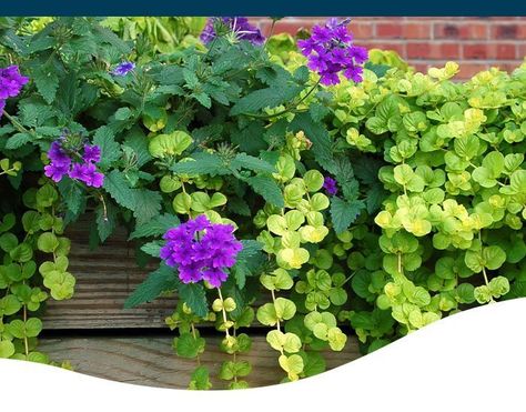 The 8 Best Trailing Plants for Container Gardens - Ted Lare - Design & Build Trailing Plants Outdoor Container, Trailing Flowers For Pots, Trailing Plants Outdoor, Trailing Vinca, Best Trailing Plants, Trailing House Plants, Summer Pots, Plants For Planters, Plants That Like Shade