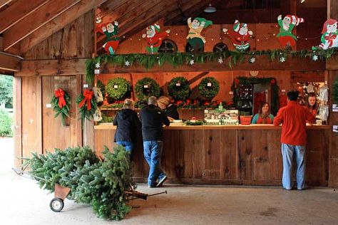 I like this little Christmas tree cart/wagon thing.  Great barn too! Christmas Tree Lot Ideas, Christmas Tree Farm Ideas, Barn Christmas Tree, Christmas Tree Farm Pictures, Agritourism Farms, Farm Tourism, Christmas Tree Lot, Christmas On The Farm, Christmas Tree Store