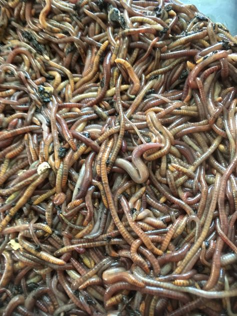 We sell Red Wiggler Worms (Eisenia Fetida) Black Soldier Fly Larvae (Hermetia Illucens) and Vermicompost             Instagram: @laicaworms Twitter:@laicaworms             E-mail: laicaworms@gmail.com Red Wiggler Worms, Black Soldier Fly Larvae, Red Wigglers, Black Soldier, Black Soldier Fly, Green Beans, E Mail, Soldier, Twitter