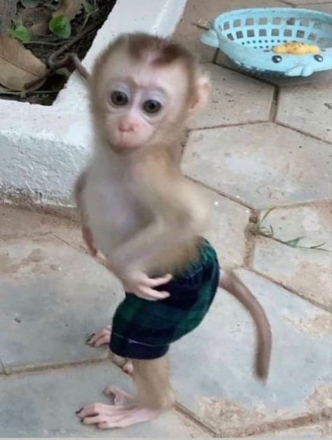 Funny Monkey Pictures, Silly Animal Pictures, Cute Monkey Pictures, Funny Monkey, Monkey Pictures, Cute Funny Pics, Funny Animal Photos, Monkeys Funny