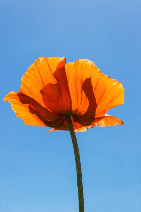 Flowers Reference Photo, Blue Orange Aesthetic, Orange Blue Aesthetic, Orange Flowers Painting, Blue And Orange Aesthetic, Orange Poppy Flower, Blue Orange Flowers, Ap Classes, Orange And Blue Flowers