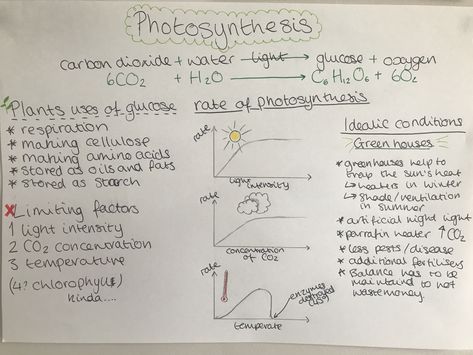 Gcse Biology photosynthesis notes revision Photosynthesis Notes, Photosynthesis Revision Notes, Biology Revision Gcse Photosynthesis, Gcse Science Revision, Gcse Physics, Gcse Chemistry, Science Revision, Biology Revision, Gcse Science