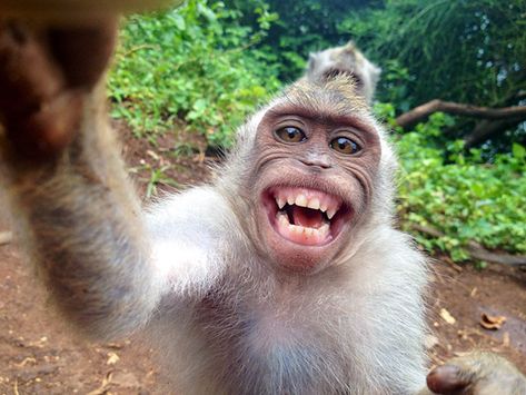 Travelling In Indonesia, Monkey Pick Pocketed Me And Left Behind This Selfie Better Selfies, Smiling Animals, Anak Haiwan, Haiwan Lucu, A Monkey, Monkeys Funny, Taking Selfies, Haiwan Peliharaan, Funny Cats And Dogs