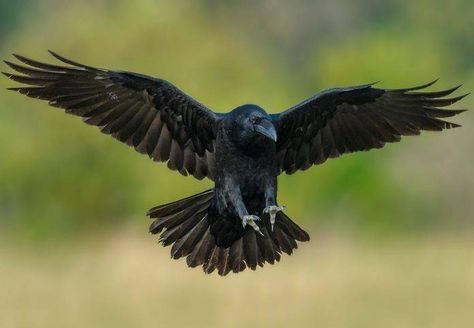 Beauty Of Crow | Facebook Crow Spirit Animal, Crow Photography, Raven Pictures, Model Tattoo, Crow Bird, Raven Tattoo, Crow Art, Raven Art, Crows Ravens