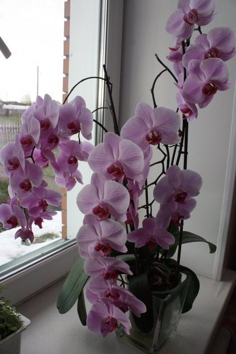 College Portfolio, Mary's Song, Orchids Painting, Orchid Flower Arrangements, Moth Orchid, Growing Orchids, Beautiful Flowers Photos, Interior Plants, Purple Orchids