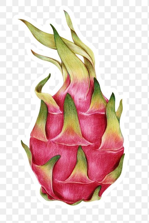 Dragon Fruit Illustration, Dragon Fruit Drawing, Dragonfruit Dragon, Dragon Fruit Dragon, Dragon Fruit Drink, Cola Wallpaper, Fruit Botanical, Fruit Dragon, Fruit Png