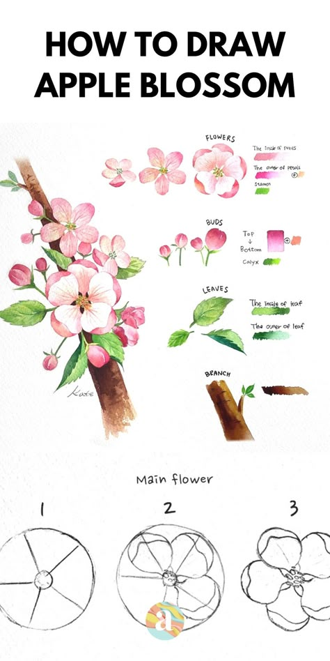 How to draw flowers step by step for beginners | how to draw flowers watercolor pencil | how to draw flowers realistic easy sketches #howtodraw #howtodrawflowers #artisthue Draw An Apple, How To Draw Tulips, Flower Drawing Easy, How To Draw Flowers, Flower Drawing Tutorials, Watercolor Flowers Tutorial, Apple Blossoms, Draw Flowers, Flower Art Drawing